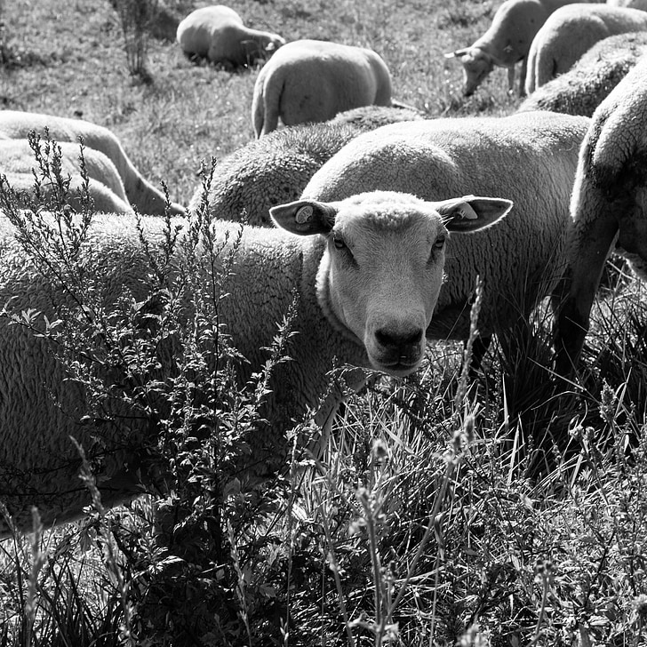 con cừu, ăn cỏ, ăn, ngoài trời, Thiên nhiên, chăn nuôi, đàn cừu