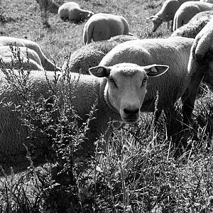 овцы, пастись, съесть, Открытый, Природа, Животноводство, стадо овец