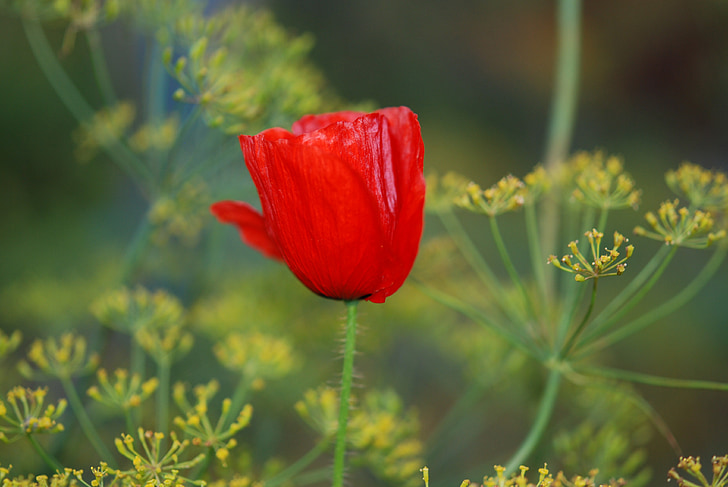 vlčí mák, červená, květ, Příroda, Flora, závod