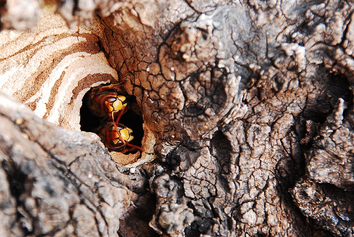 tree, hole, hornet, wood, nature, insect, animal
