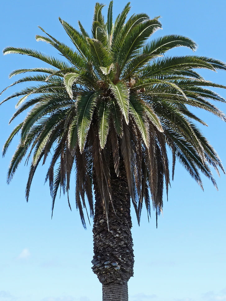 palm, sky, partly cloudy