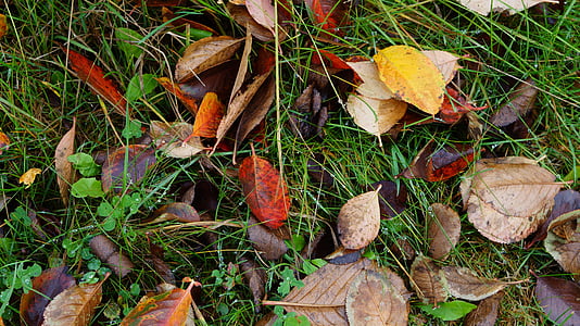 pozostawia, jesień, Spadek liści, spadek koloru, Natura