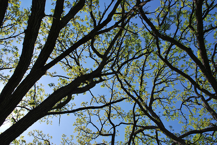 oaks, canopy, branch, wood, oak tree, natural
