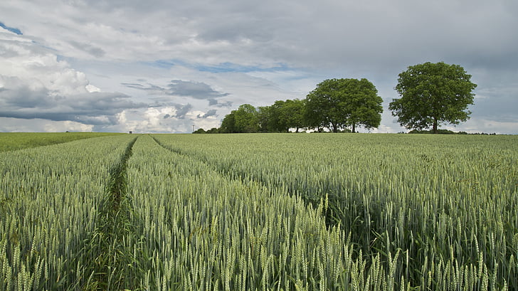 grass, field, gray, sky, Wheat Field, Cereals, Agriculture