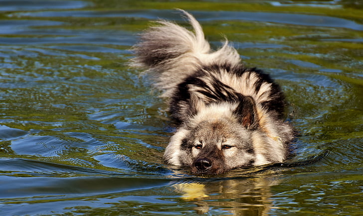 eurasians, swim, dog, race, dog breed, pet, fur