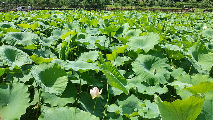 Lotus, езерото