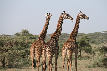 giraffe, africa, tanzania, wild, savannah, animal, safari