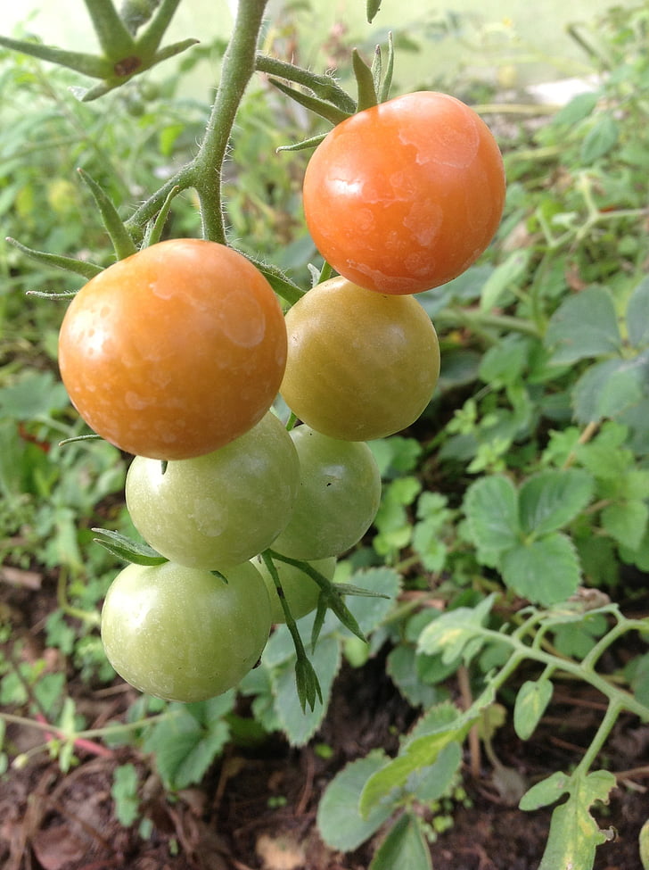 paradajka, rastlinné, hotovosť