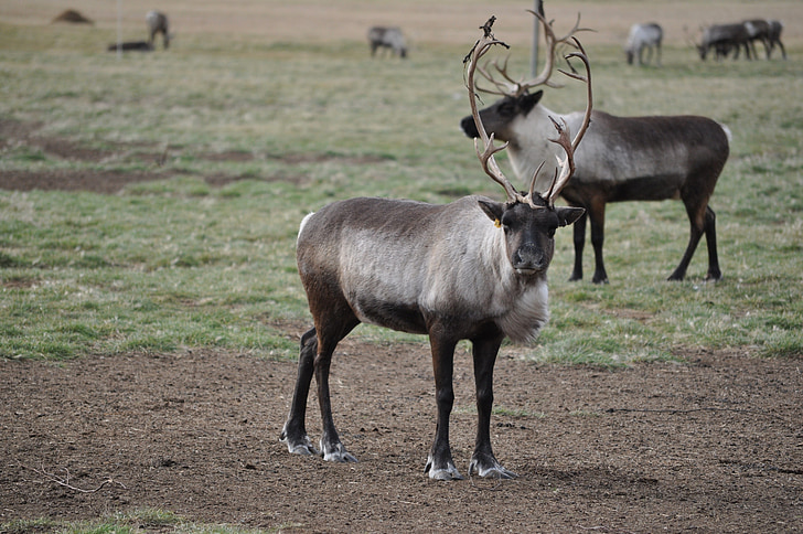 caribou, reindeer, animals, wildlife, nature, wild, antlers