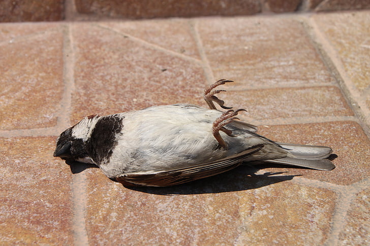 Sparrow, mrtvý, pták, nehoda, volně žijící zvířata, ptačí, zemřelého
