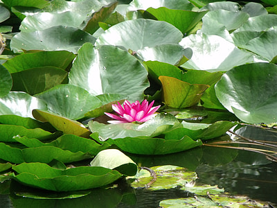 water lily, pond, plant, leaves