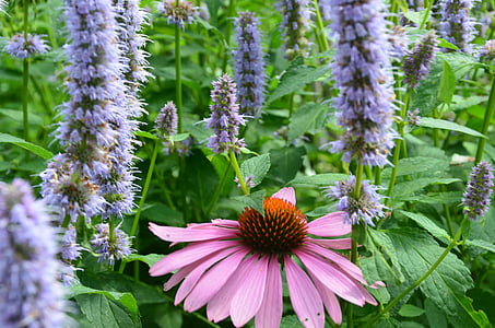 Echinacea, καπέλο ήλιο, Λιβάδι, λουλούδι Λιβάδι, το καλοκαίρι, Ήλιος, φυτό