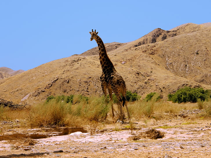 giraffe, hills, foothills, heat, sun, namibia, sand