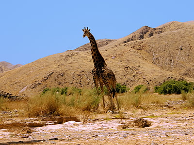 girafa, dealuri, la poalele, căldură, soare, Namibia, nisip