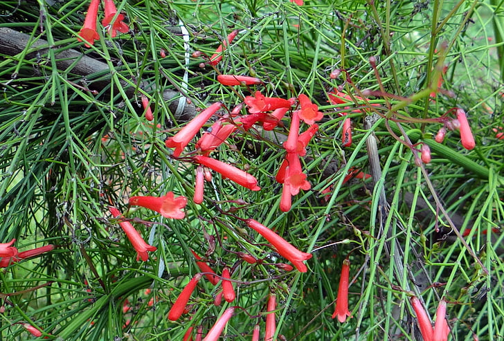 firecracker plant, coral plant, flower, red, russelia equisetiformis, scrophulariaceae, karnataka