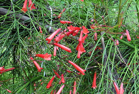 鞭炮厂, 珊瑚植物, 花, 红色, russelia equisetiformis, 玄参, 卡纳塔克