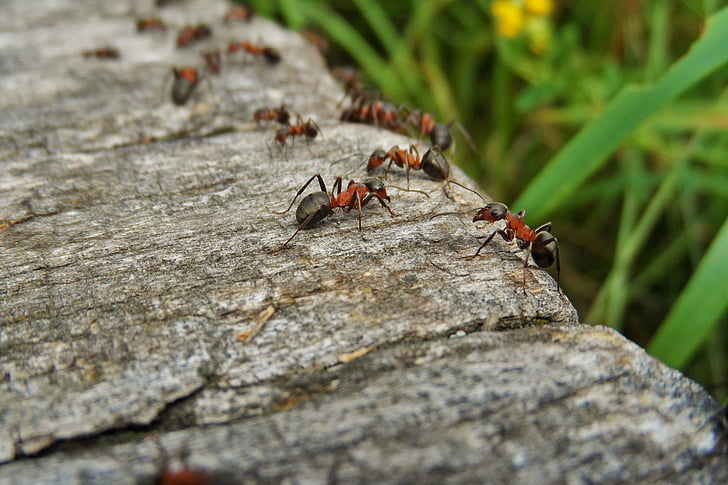 Příroda, mravenci, dřevo, makro, Mravenec, Closeup, detail