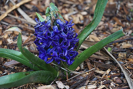 Blume, Hyazinthe, Flora, Natur, Frühling, Wild-Hyazinthe, Blüte
