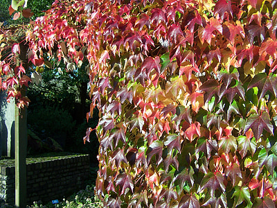 autunno, Wingerd, foglie di autunno, passaggio