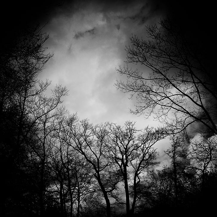 black-and-white, dark, eerie, fog, trees