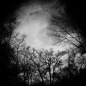 black-and-white, dark, eerie, fog, trees