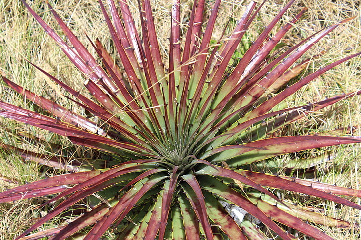 planta, Serranía, Cajamarca, Peru, landskap, naturen, Mountain