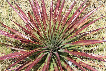 planta, Serranía, Cajamarca, Peru, peisaj, natura, munte
