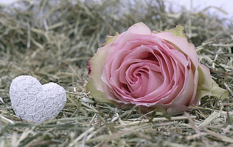 naik, merah muda, bunga mawar, Romance, Cinta, Blossom, mekar