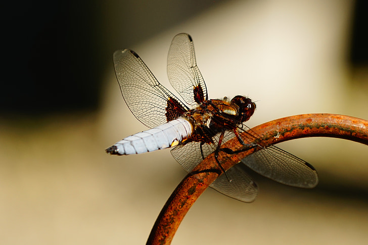 Dragonfly, Wing, Lukk, natur, insekt, blå dragonfly, Flight insekt