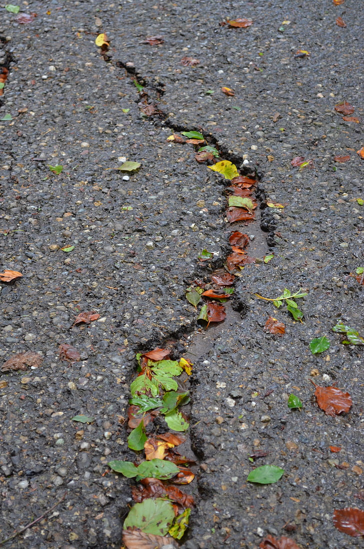 crack, asphalt, road, nature, green, grey, leaves