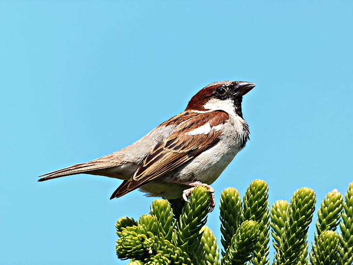 Sparrow, burung, Dom, terbang, sarang, langit, burung kecil