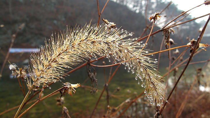 Foxtail, chengyang, Chungnam, winter, Creek