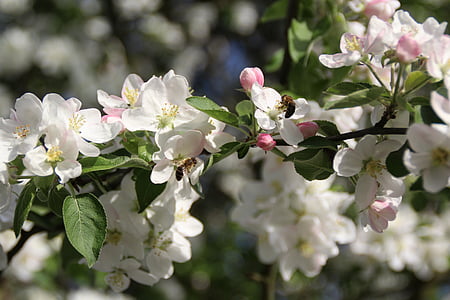 春天, 苹果, 苹果树, 蓬勃发展, 花, 绽放, 宏观