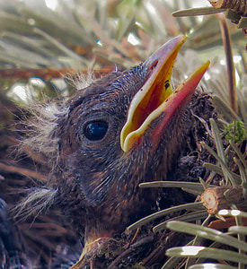 ptak, Blackbird, młody, Gniazdo, Ptasie gniazdo, Blackbird nest, Zamknij