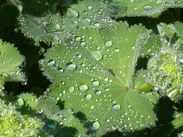 frauenmantel, Leaf, dewdrop, kvapky vody, Zelená, Drip, rastlín