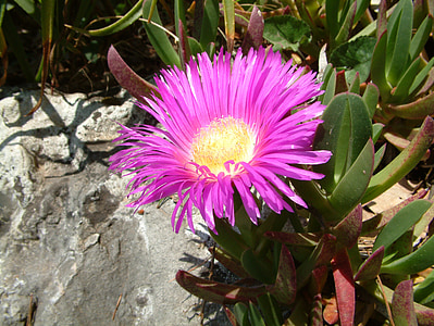 flower, purple, massif, nature, plant, petal, leaf