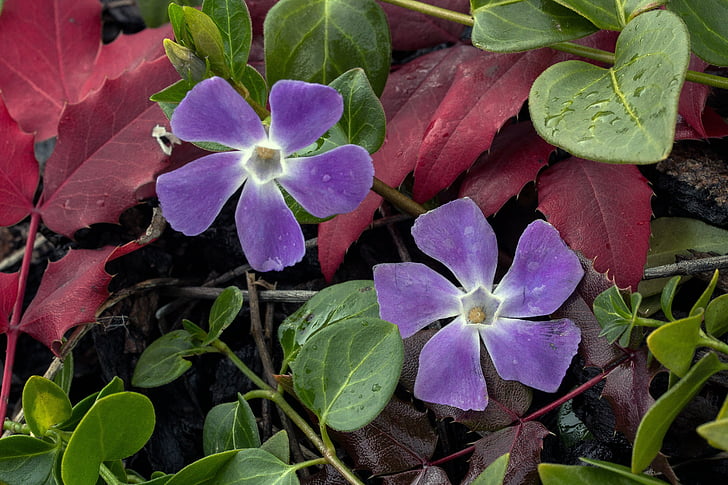 small periwinkle, flower, blossom, bloom, spring, vinca minor, violet