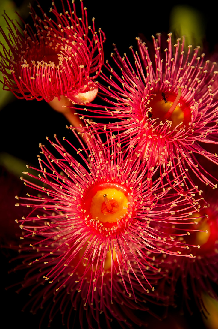 eucalyptus flowers, flowers, blossom, australian, red, pink, tree