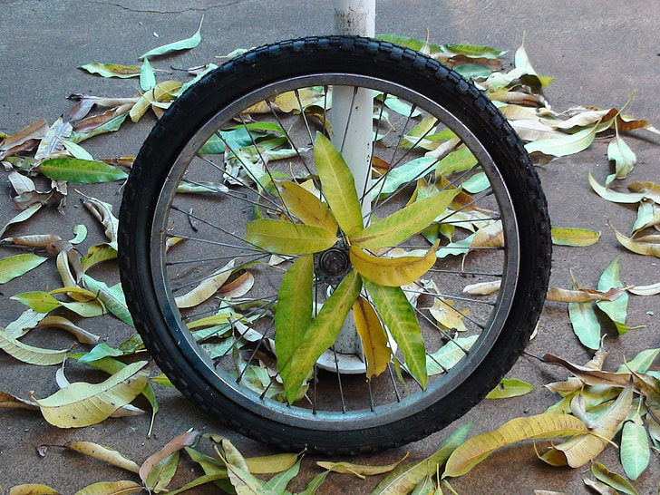 wheel, bike, stolen, tire, bike tire, leaves, rim