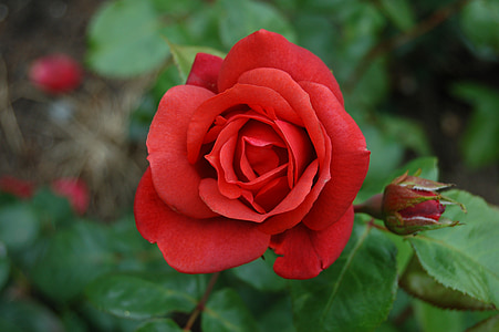 Rožė, raudona, gėlė, Romantika, makro, augalų, žiedų