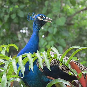 peacock, venezuela, yaracuy, bird, nature, animal, wildlife
