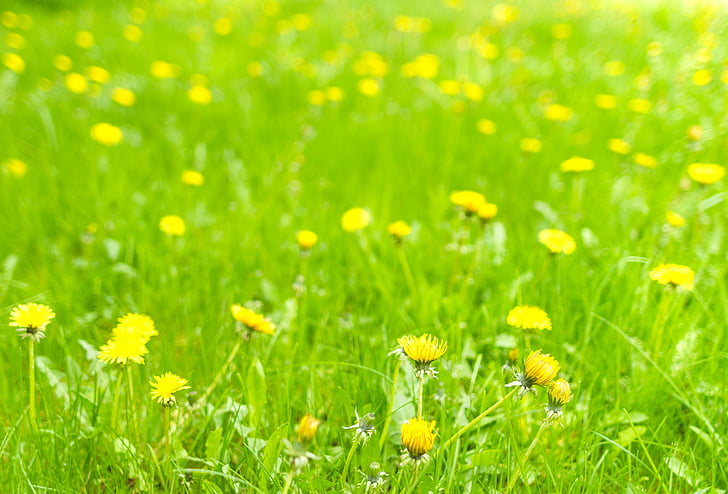 dandelion, meadow, spring, nature, flower, green