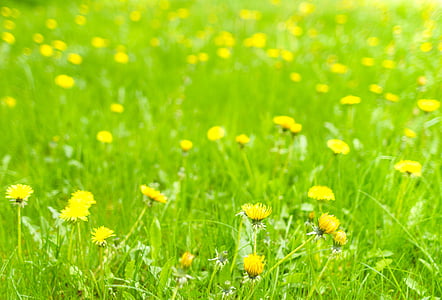 pissenlit, Meadow, printemps, nature, fleur, vert