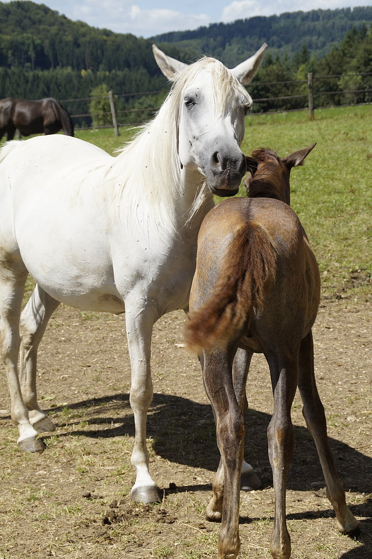 mares, foal, arabs, breeding, mold, horse breed, arab breed