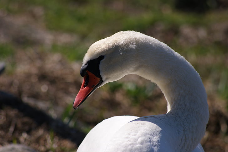 swan, bird, wild birds