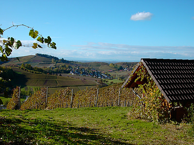 bottenau, vingård, Ortenau
