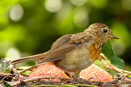 bird, robin, erithacus rubecula, young, foraging, garden