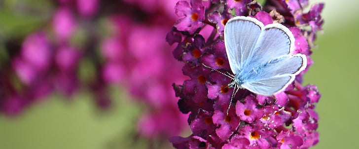 vlinder, nectar, natuurlijke, banner