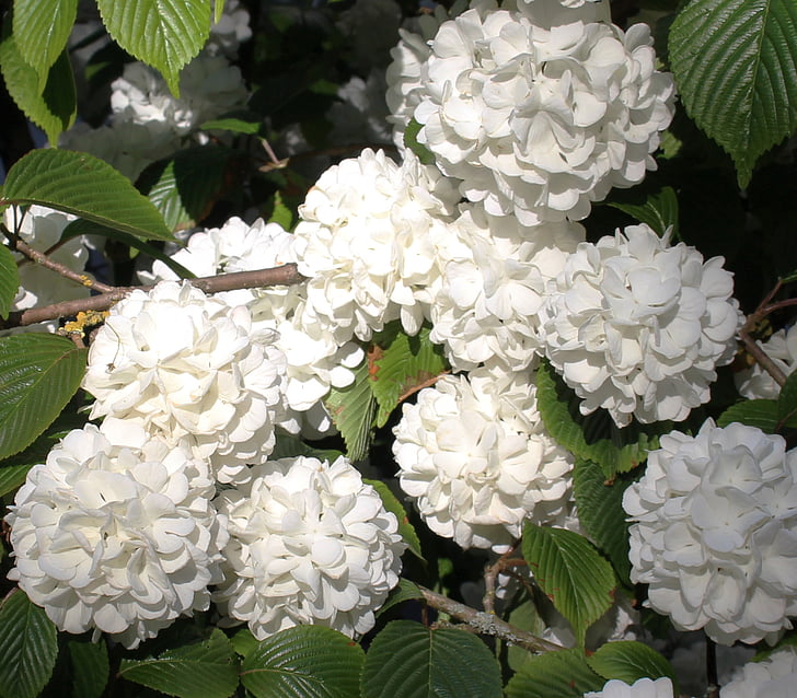 snowball blossoms, flowers, spring, leaves, beautiful, white