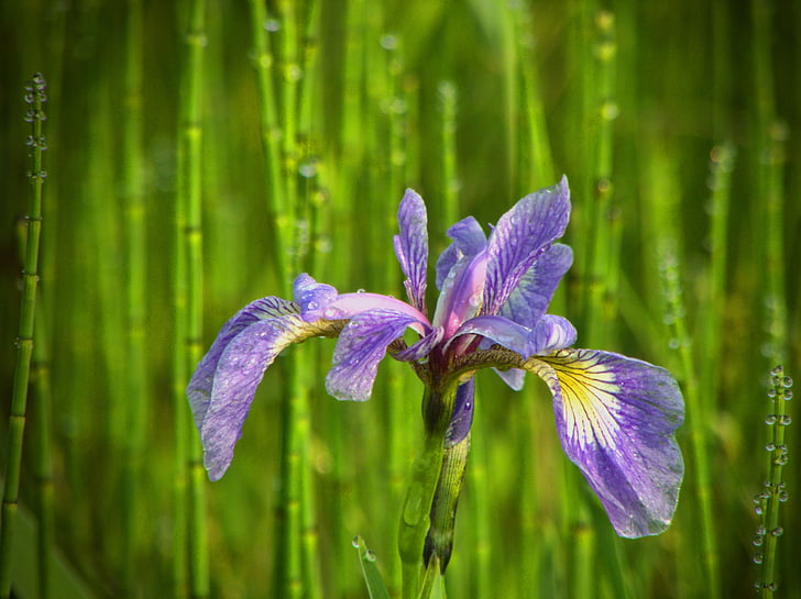 Wild flower, Iris, natuur, lente, natuurlijke, bloem, schoonheid